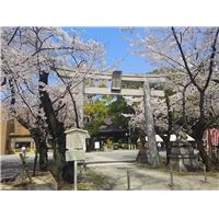 0331若宮桜.jpg