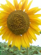 プロフィール3に写真を追加してください。