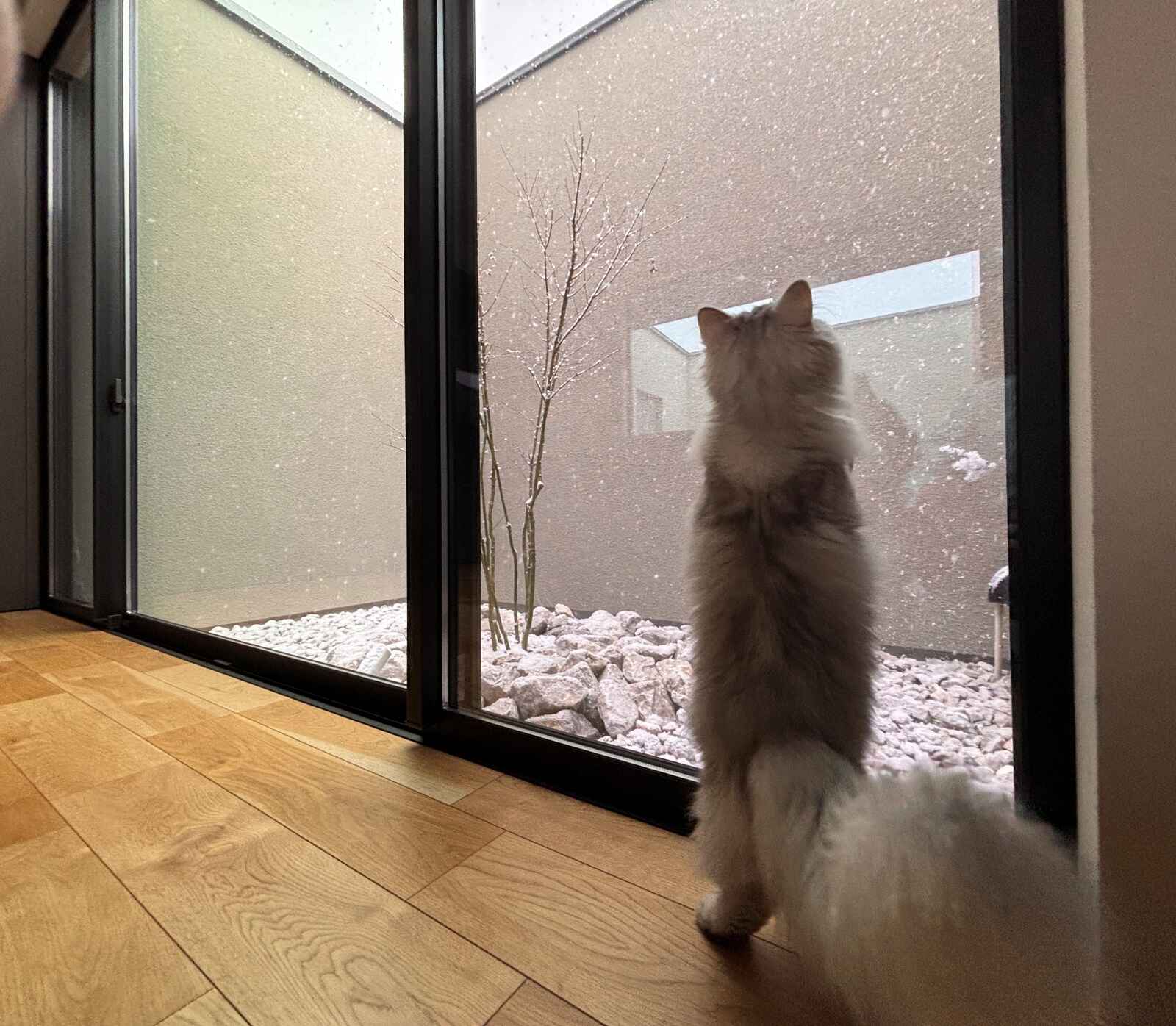 シャル.jpg