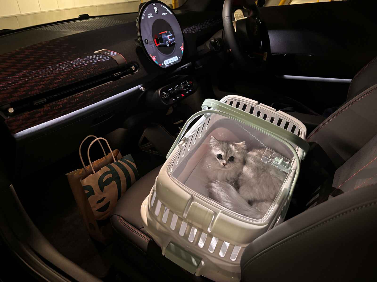 猫　画像.jpg